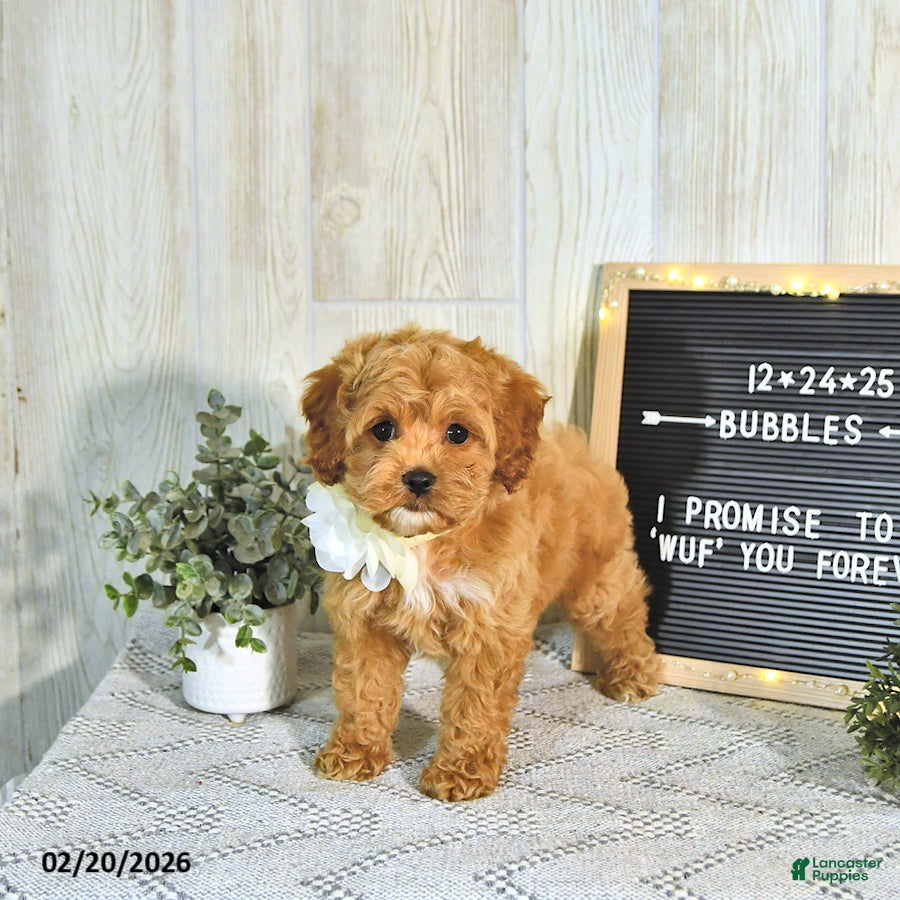 Cockapoo dogs Bubbles EXTRA SMALL - Ad 2