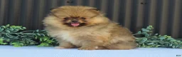 Pomeranian dogs for sale: Peanut 🩵🐾 - Ad 15