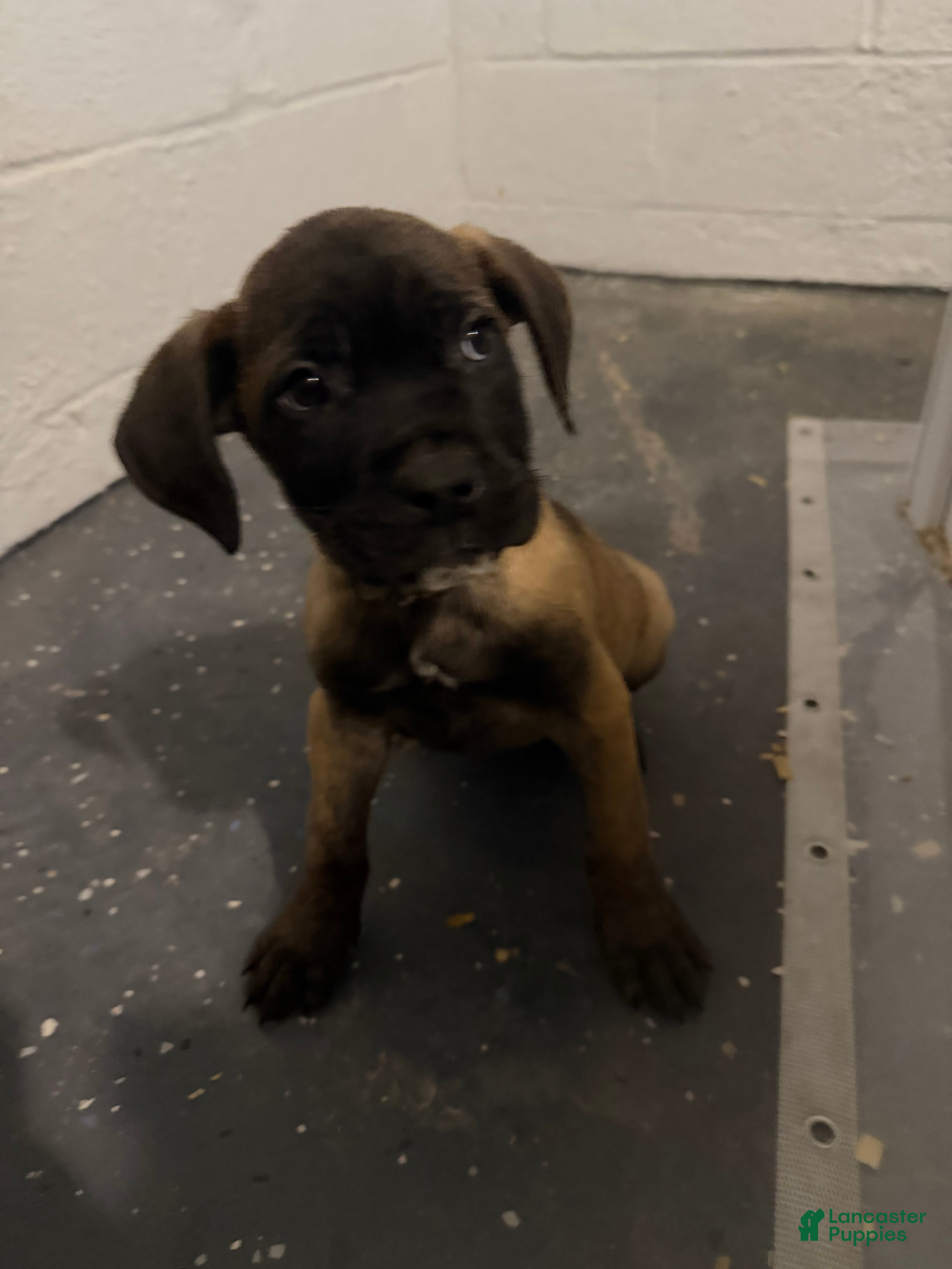 Cane Corso dogs Macy  - Ad 2