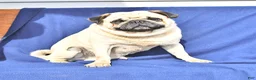 Pug dogs for sale: Betsy - Ad 7