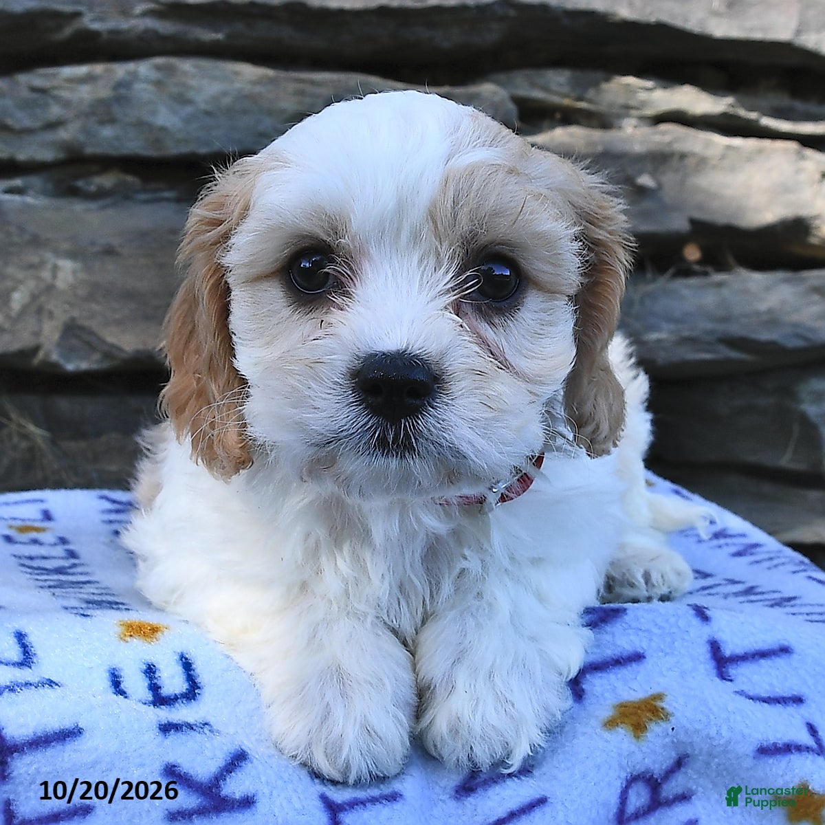 Cavachon dogs for sale: Teddy  - Ad 2