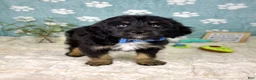 Mini Bernedoodle dogs for sale: Benson - Ad 6