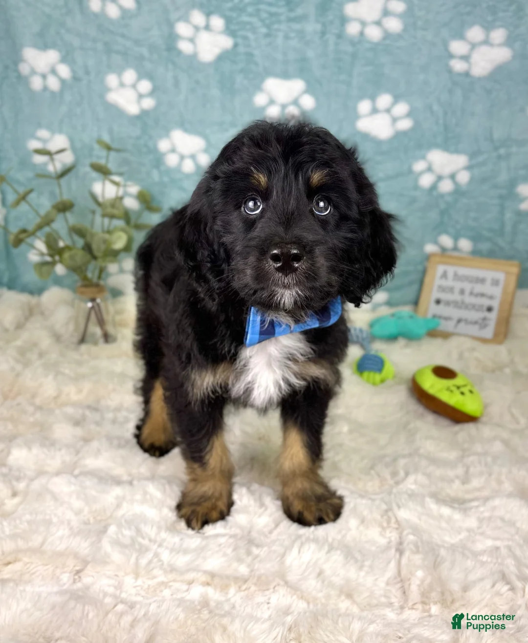 Mini Bernedoodle dogs for sale: Benson - Ad 6