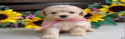 Mixed Breed dogs for sale: Penny - Ad 6