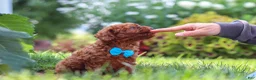 Miniature Poodle dogs for sale: Milo - Ad 6