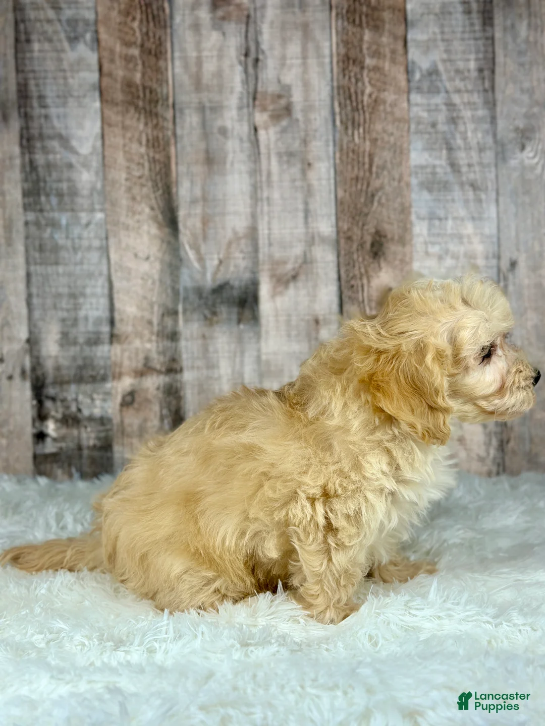 Maltipoo dogs for sale: Boy Alfie - 0008 - Ad 4