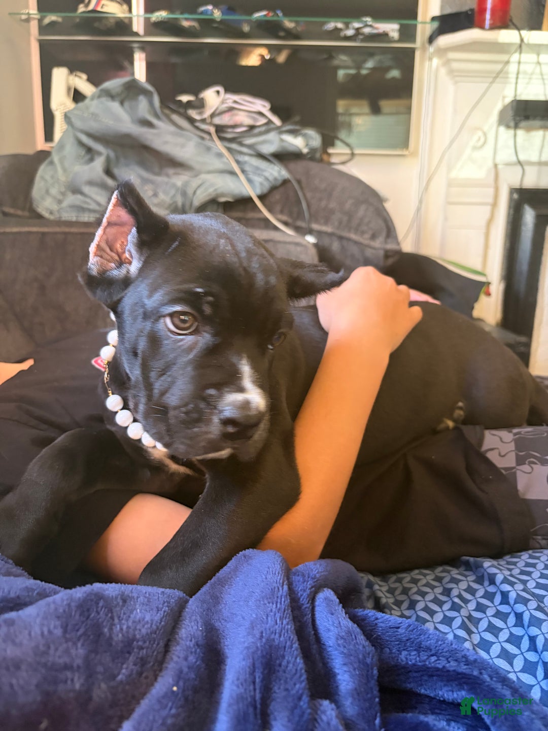 Cane Corso dogs for sale: Garcia - Ad 5