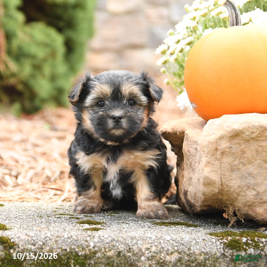 Morkie dogs Darcy - Ad 1