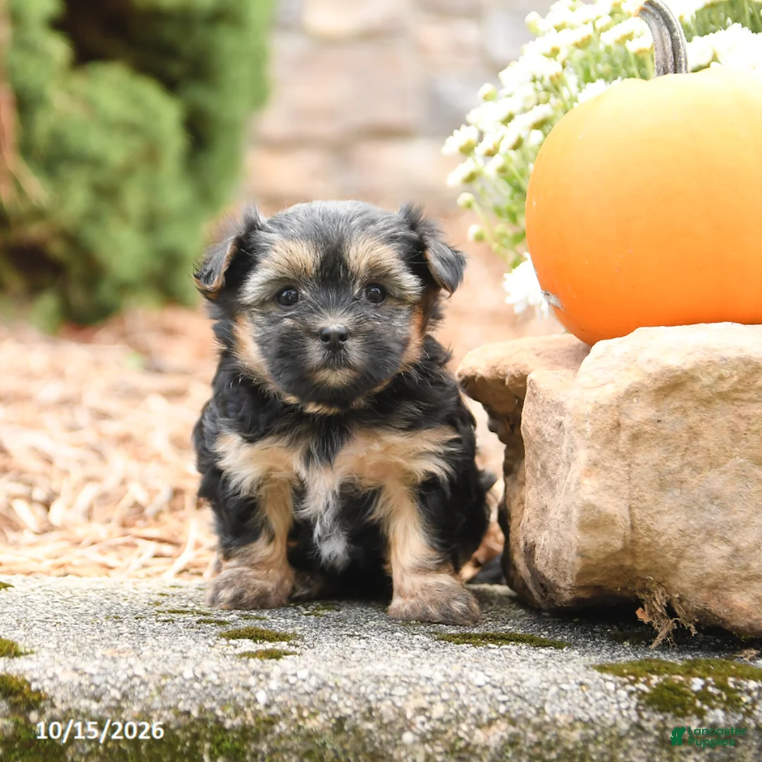 Morkie dogs for sale: Darcy - Ad 1