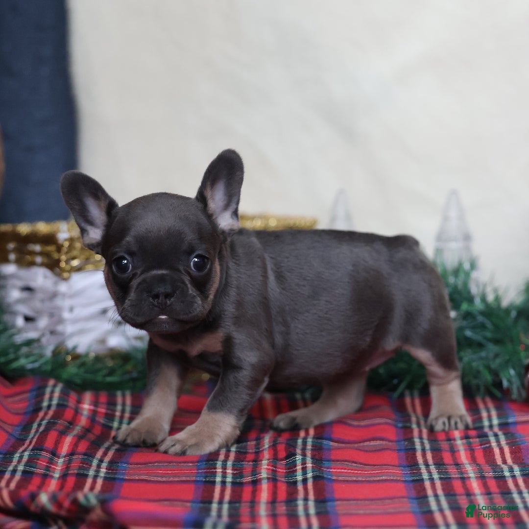 French Bulldog dogs for sale: Angel - Ad 4