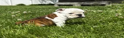English Bulldog dogs for sale: Marine - Ad 1