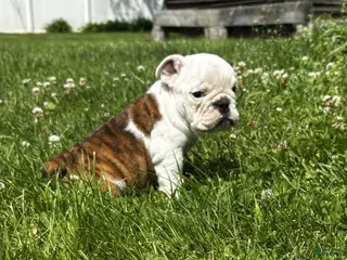 English Bulldog dogs for sale: Marine - Ad 3