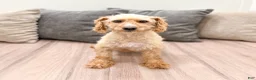 Miniature Poodle dogs for sale: Cinnamon - Ad 6