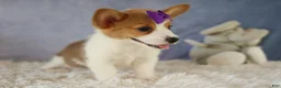 Welsh Corgi Pembroke dogs for sale: Zoey 🌸 - Ad 6