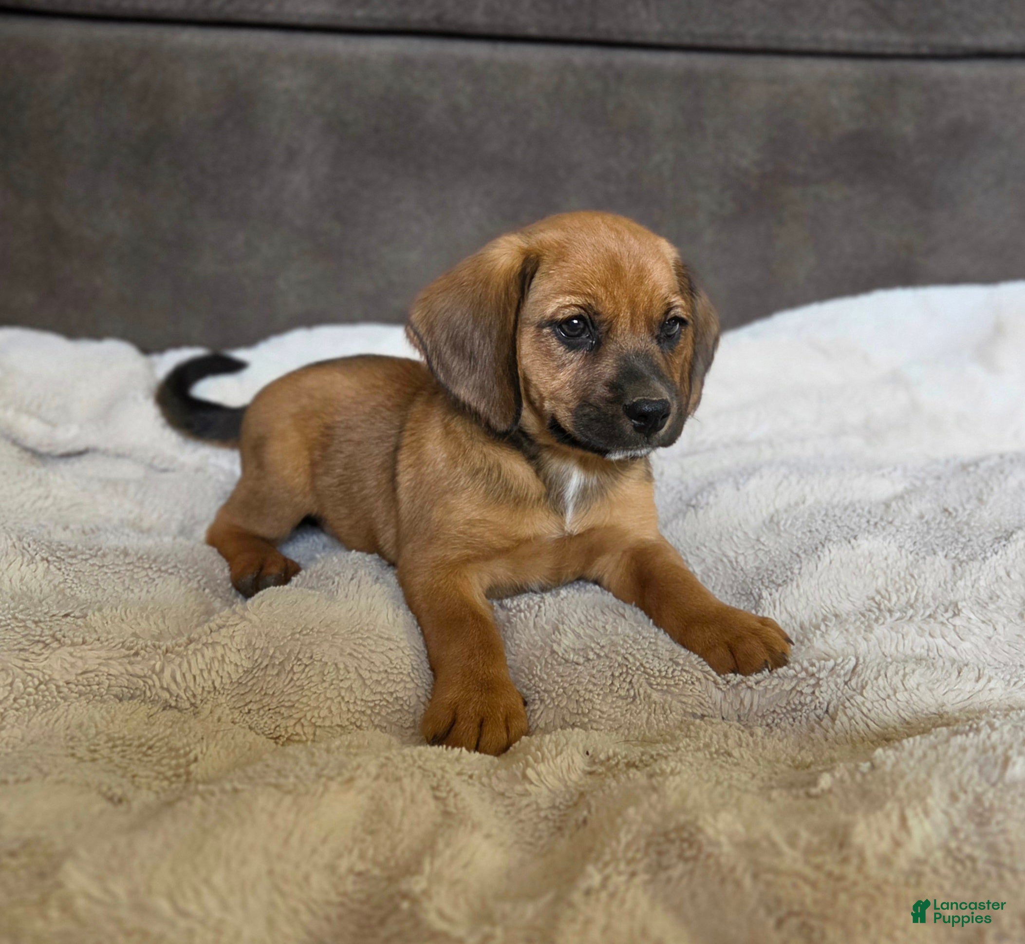 Puggle dogs Sable - Ad 29