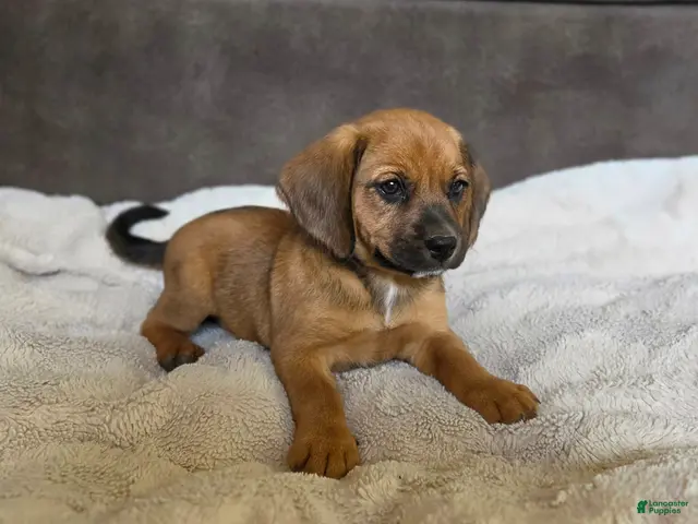 Puggle dogs for sale: Sable - Ad 31