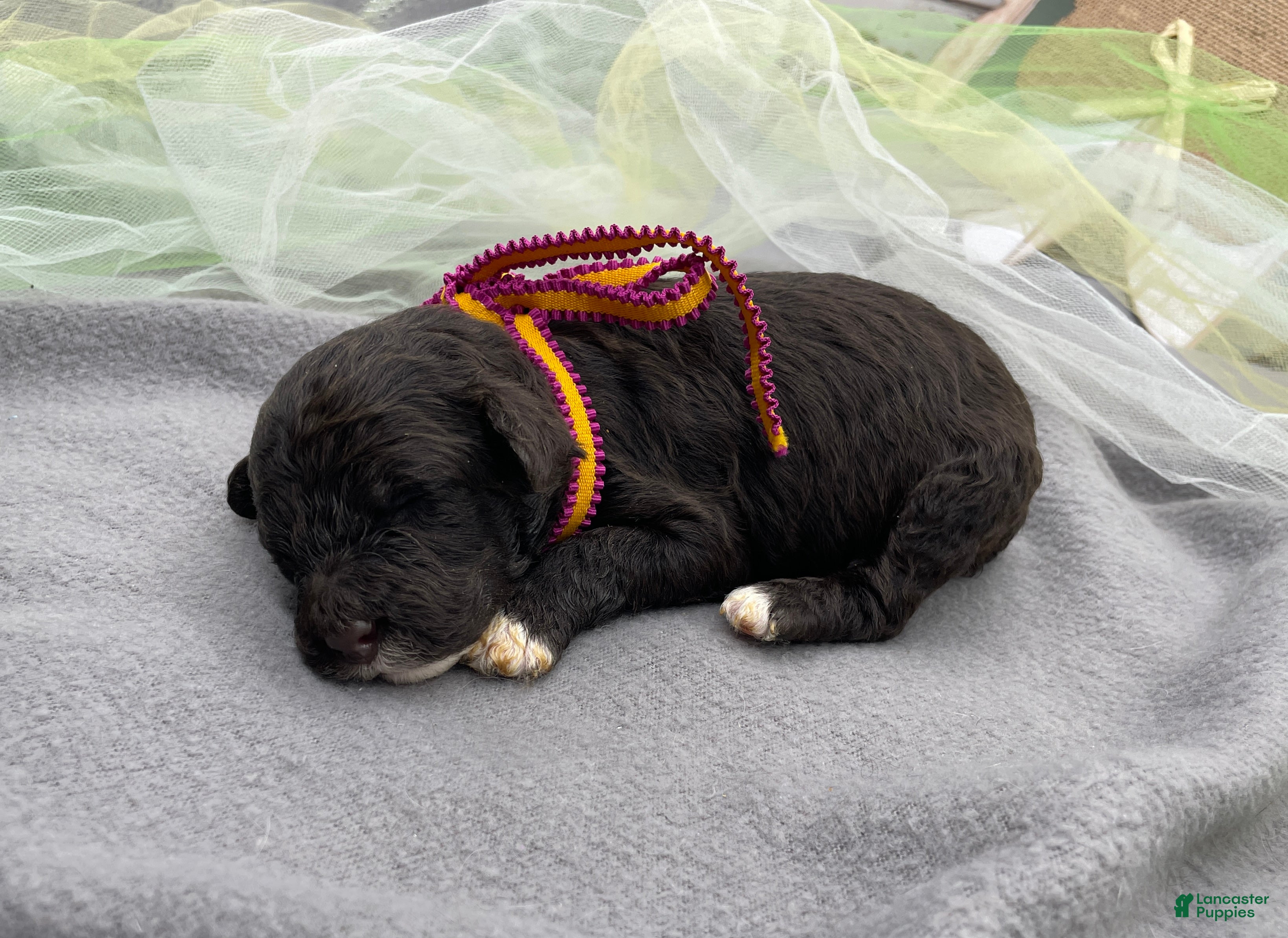 Portuguese Water Dog dogs Blossom - Ad 1