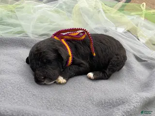 Portuguese Water Dog dogs for sale: Blossom - Ad 2