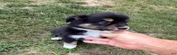 Australian Shepherd dogs for sale:  Bruno - Ad 3
