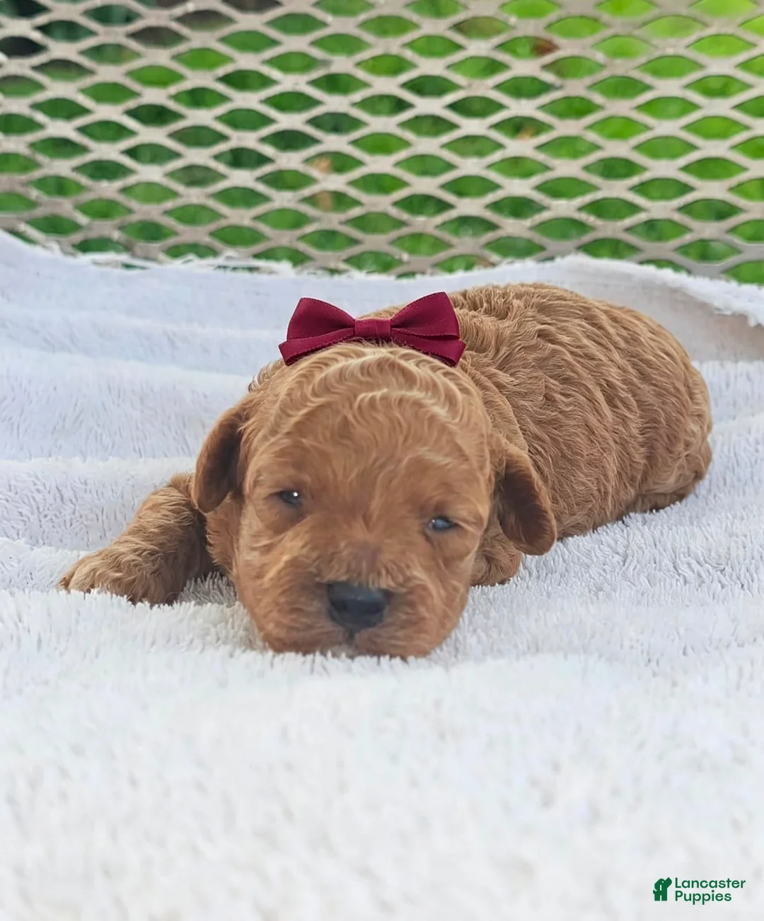 Toy Poodle dogs for sale: Marisol- Akc Toy Poodle - Ad 2