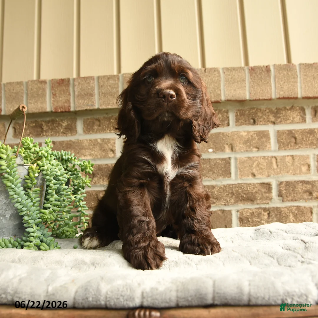 English Cocker Spaniel dogs for sale: Coco  - Ad 3