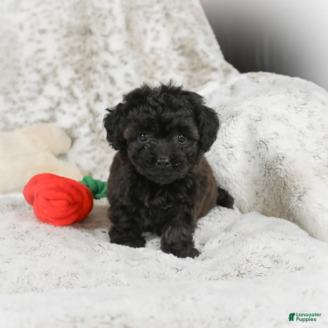 Cavapoo dogs for sale: Tulip - Ad 6