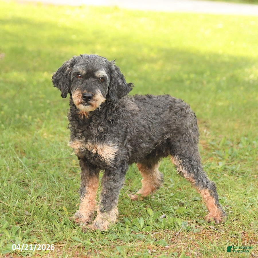 Miniature Poodle dogs Carli - Ad 2