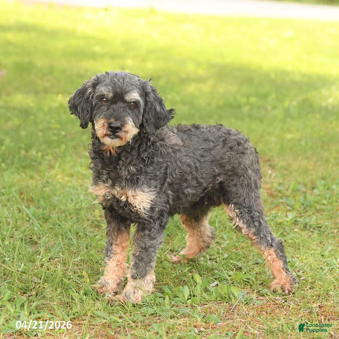 Miniature Poodle dogs for sale: Carli - Ad 2