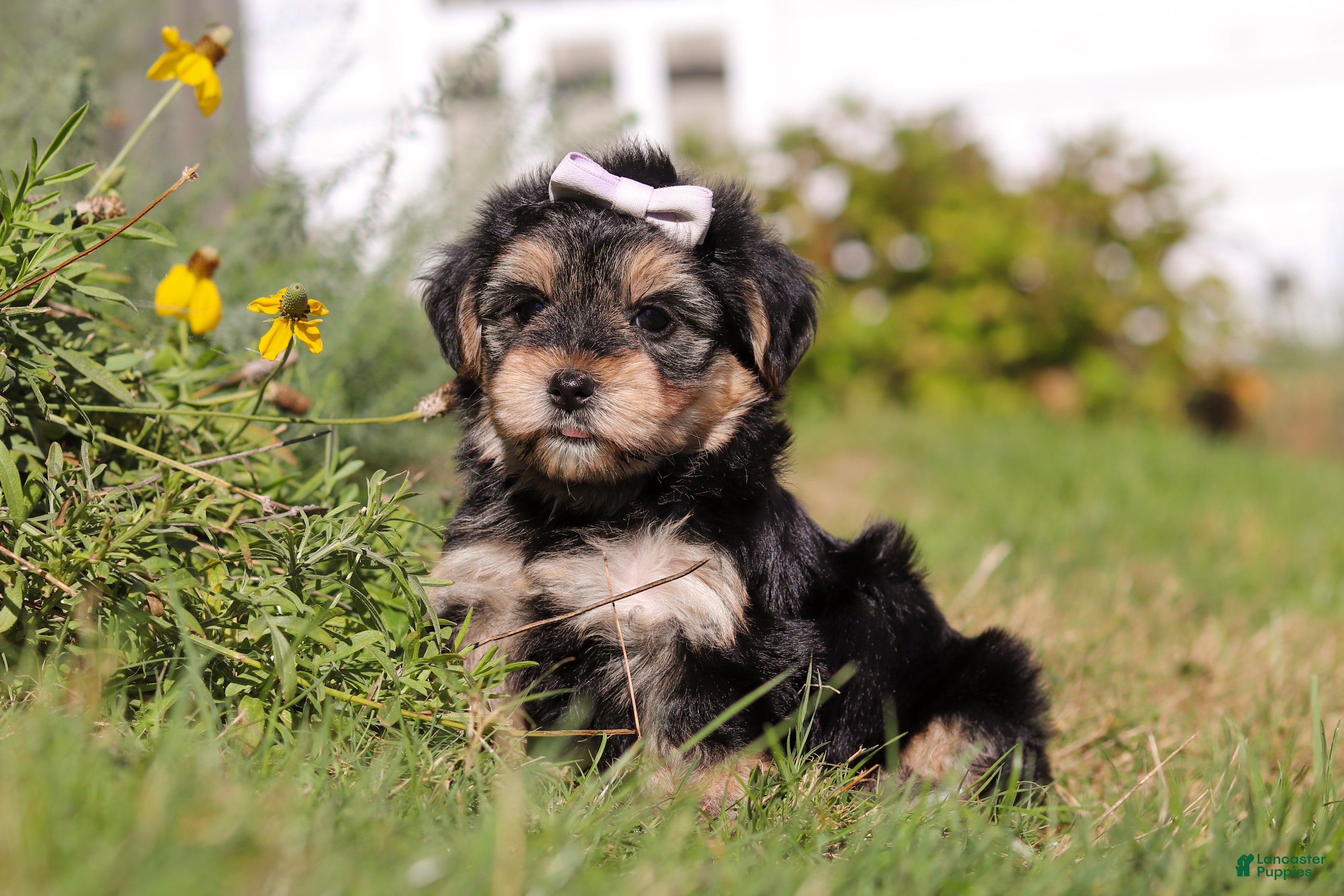 White Morkie Puppies for sale Lancaster Puppies