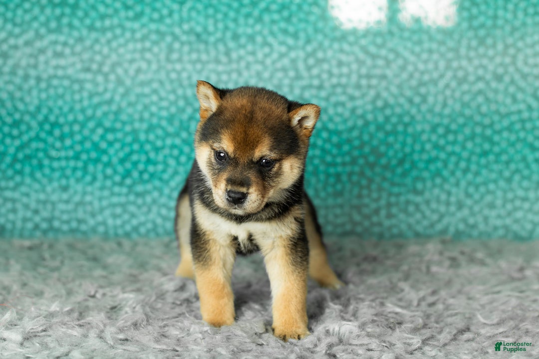 Shiba Inu dogs for sale: Amber - Ad 3