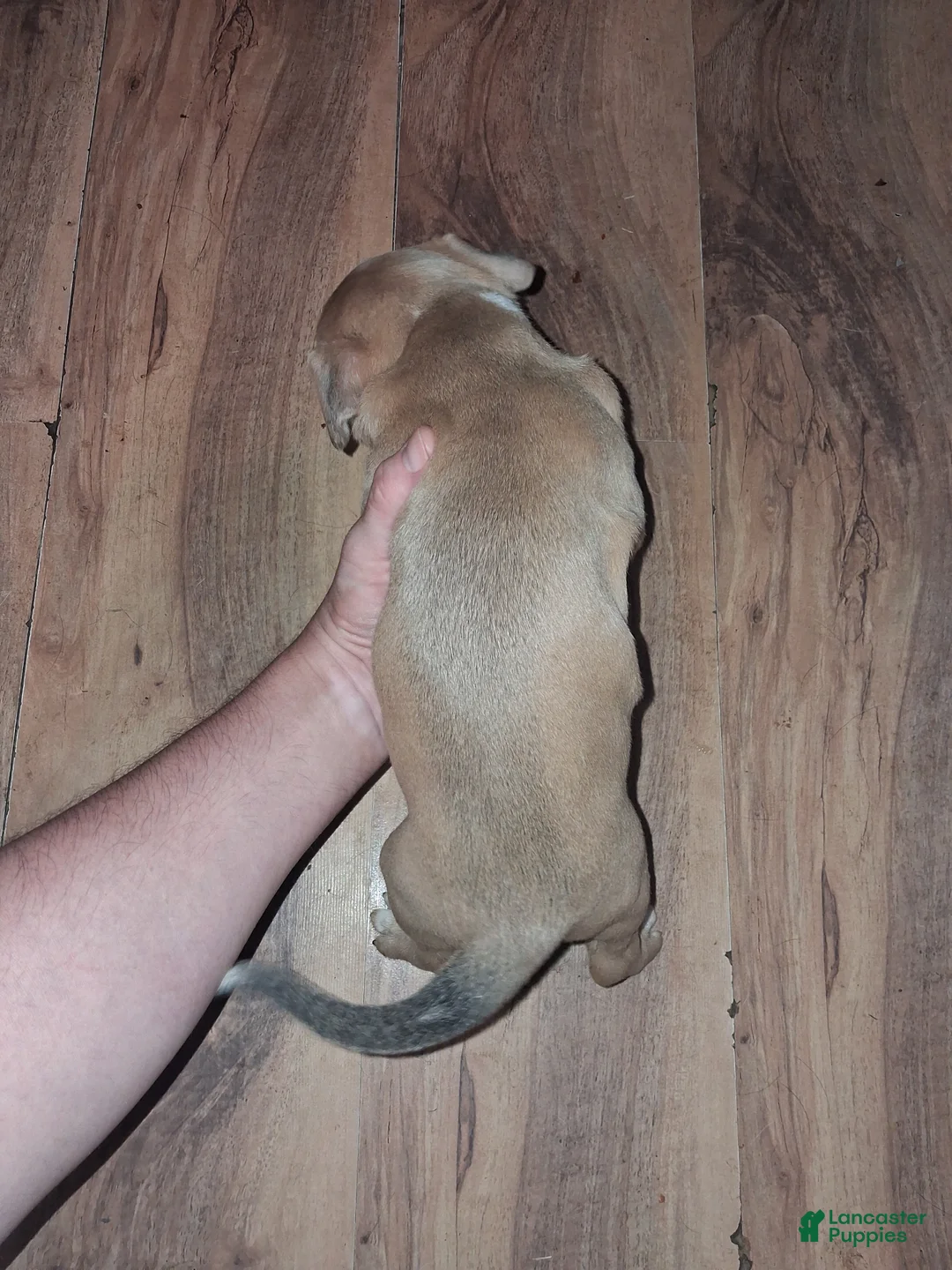 American Pit Bull Terrier dogs for sale: American Pit Bull Terrier 3 - Ad 2