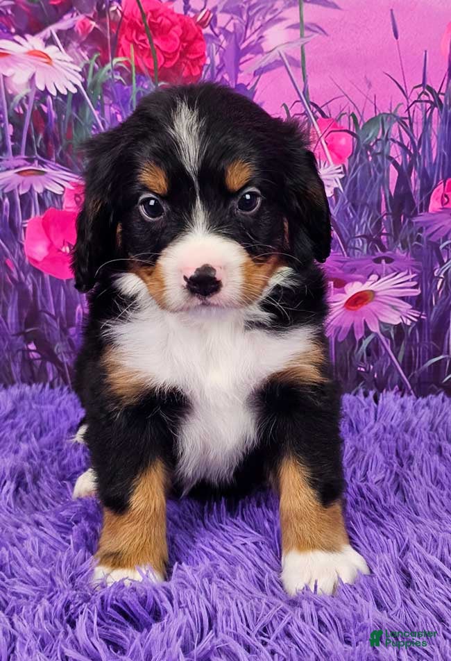 Miniature Bernese Mountain Dog dogs Romeo - Ad 1