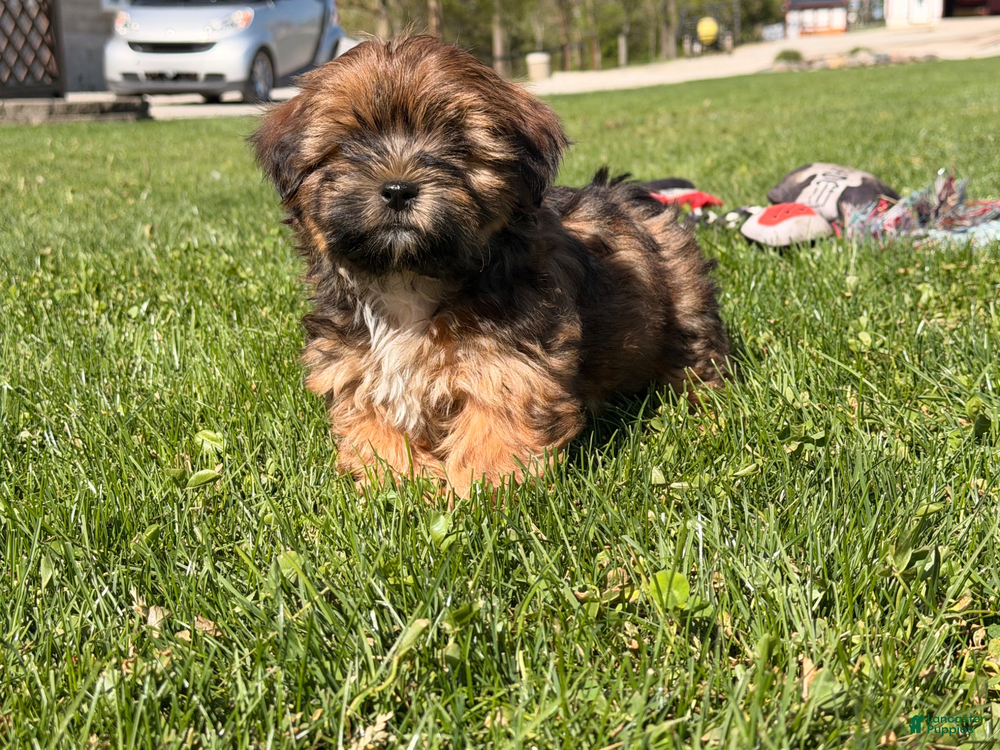 Shorkie dogs Pablo  - Ad 2