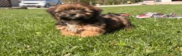 Shorkie dogs for sale: Pablo  - Ad 2