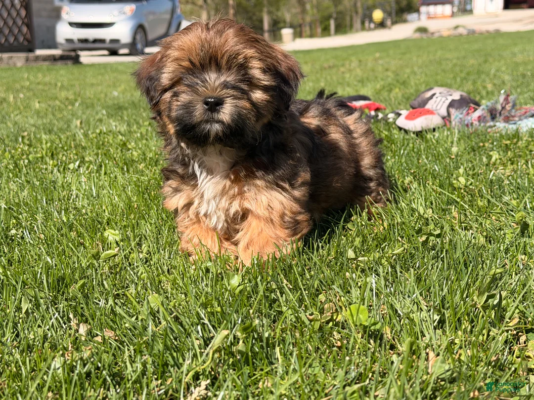 Shorkie dogs for sale: Pablo  - Ad 2