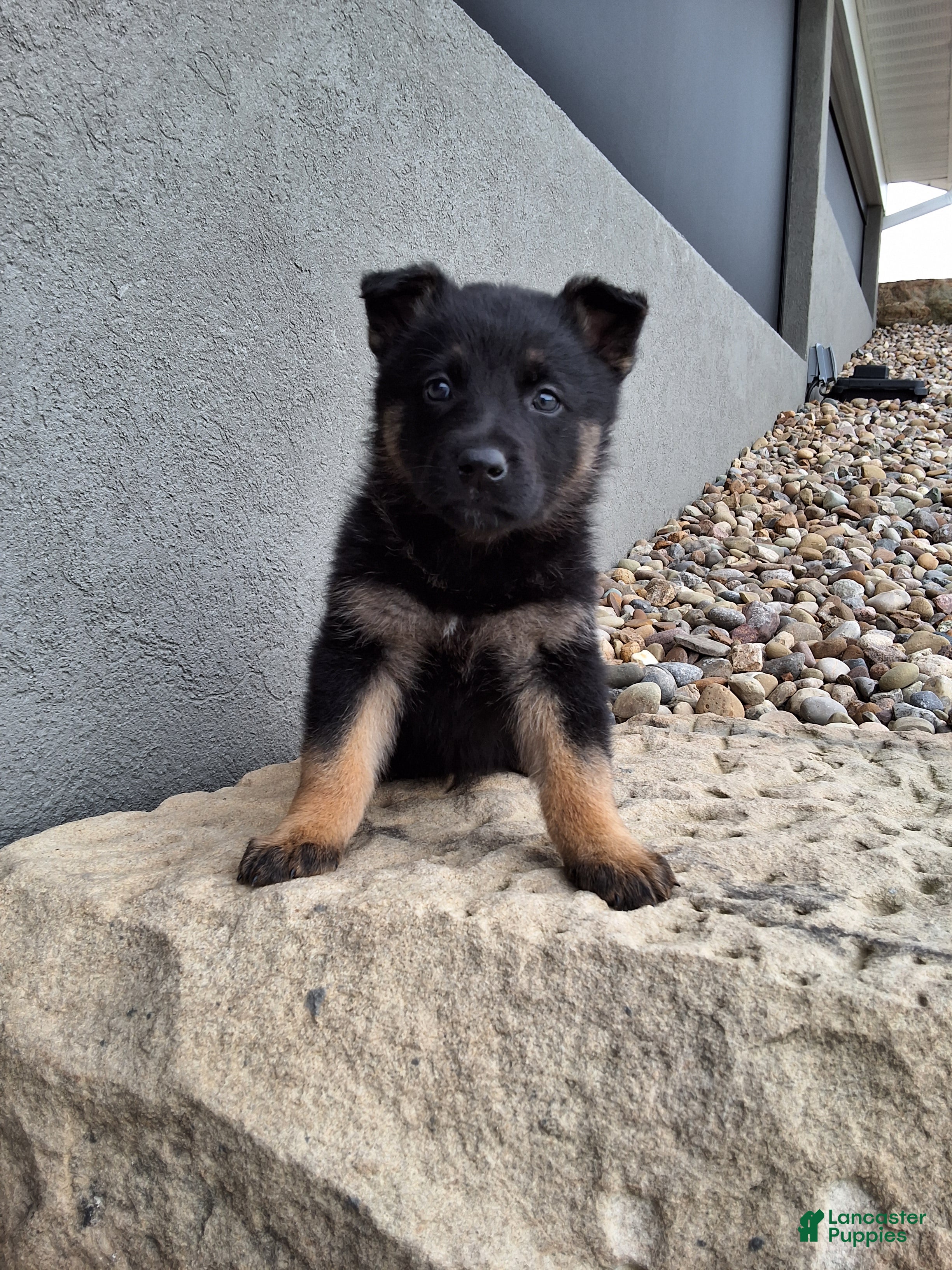German Shepherd dogs for sale: Sasha - Ad 2