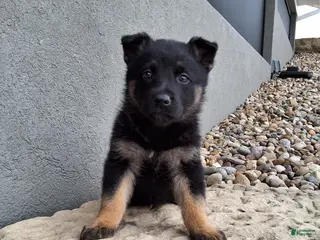 German Shepherd dogs for sale: Sasha - Ad 2