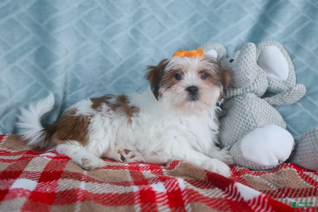 Teddy Bear dogs for sale: GEORGE - Ad 3