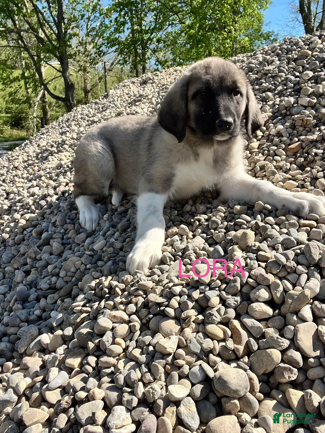 Great Pyrenees dogs for sale: Great Pyrenees Puppy 4 Lora - Ad 1