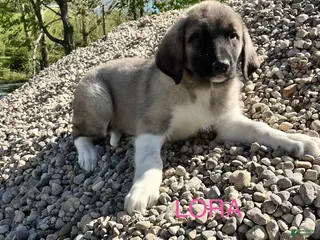 Great Pyrenees dogs Great Pyrenees Puppy 4 Lora - Ad 6