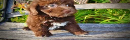 Havapoo dogs for sale: Emily - Ad 8
