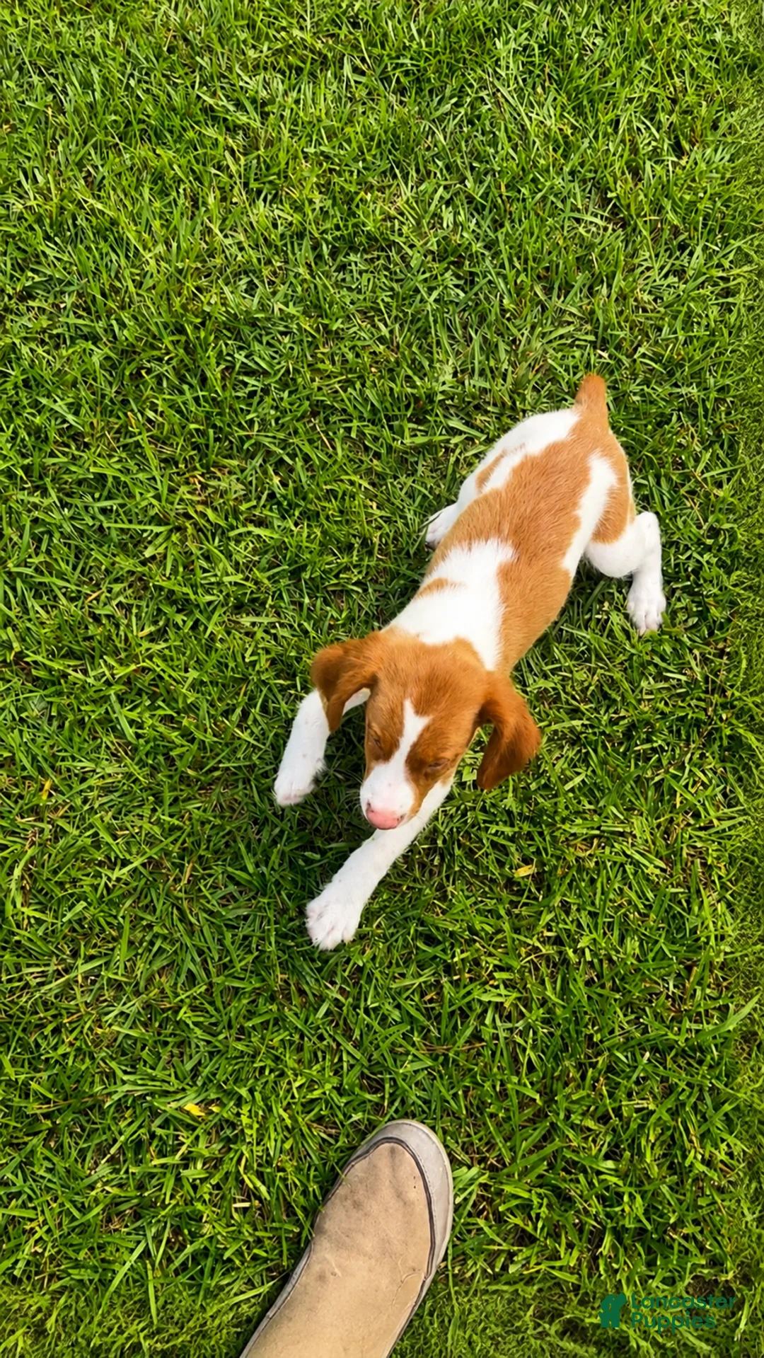 Brittany Spaniel dogs for sale: Jackson - Ad 1