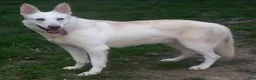 German Shepherd dogs for sale: Sugar - Ad 4