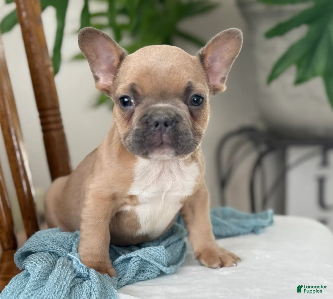 French Bulldog dogs for sale: Wilder - Ad 6