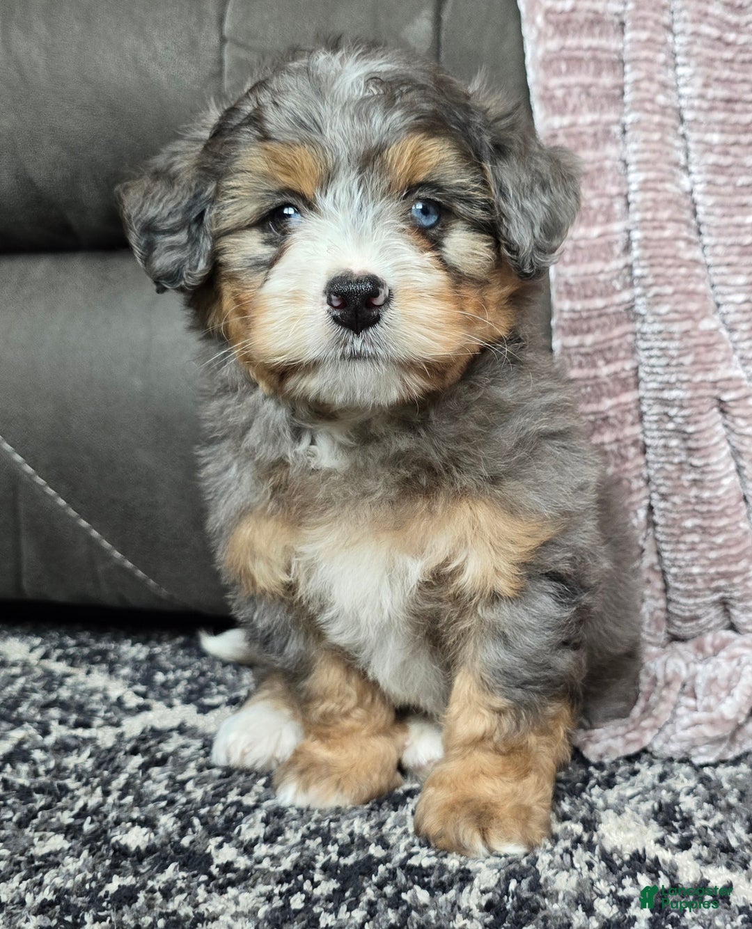 Mini Bernedoodle dogs for sale: Mini Watts - Ad 44
