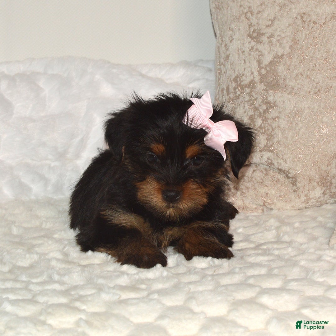 Yorkshire Terrier dogs for sale: Dixie - Ad 5