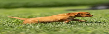 Dallas Cavalier King Charles Spaniel 