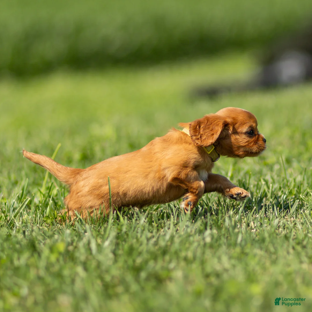 Cavalier King Charles Spaniel dogs for sale: Dallas Cavalier King Charles Spaniel  - Ad 1