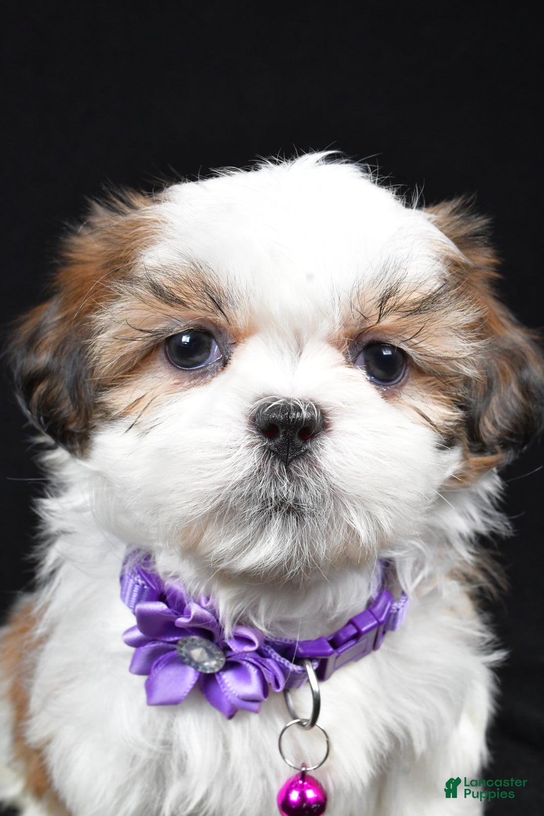 Shih Tzu dogs for sale: Hazel - Ad 8