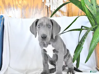 Great Dane dogs for sale: Dylan - Ad 1